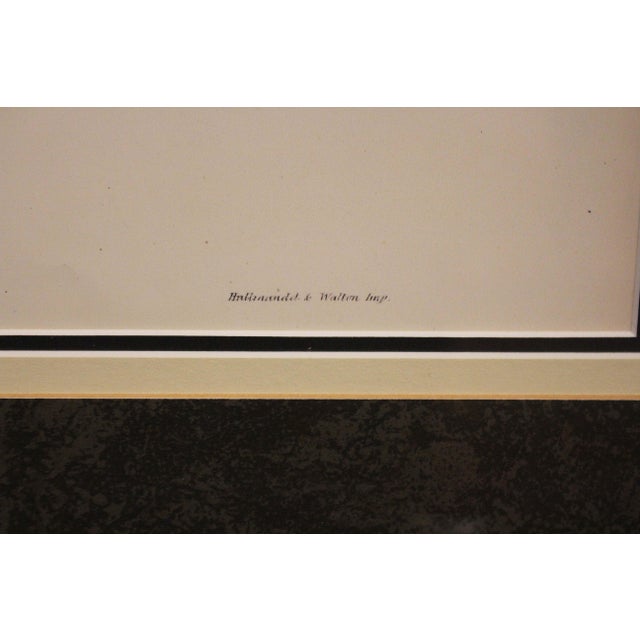 1970s English Framed Reproduction of Gould's Kaup's Flycatcher Lithograph For Sale In Raleigh - Image 6 of 9