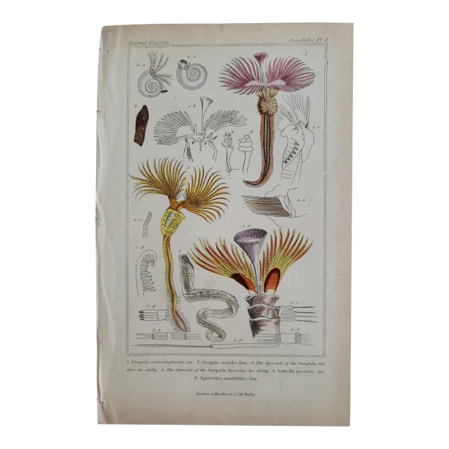 Antique Cuvier's Animal Kingdom Annelides Engraving For Sale