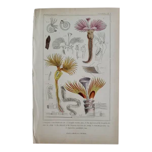 Antique Cuvier's Animal Kingdom Annelides Engraving