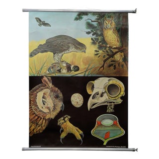 Goshawk Buzzard Long-Eared Owl Rollable Wall Chart Poster by Jung Koch Quentell For Sale