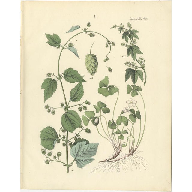 Decorative German Botanical Plates of Technical Plants, Complete Set of 12, 1854 This beautiful set of twelve original...