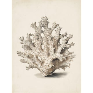 White Coral Botanical Fine Art Print No. 5 - Natural History Coastal Illustration | Neutral Color Palette For Sale