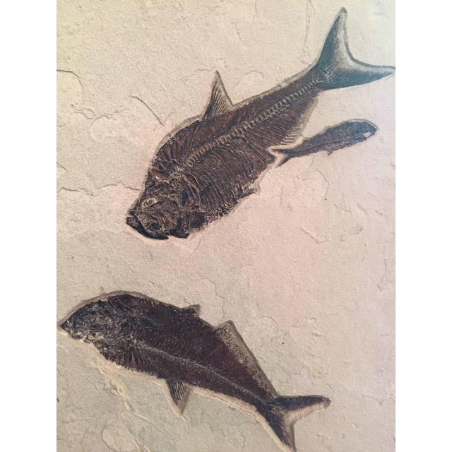 Very large and complete eocene fossil of a group of fish. Earthed from the Green River Formation in Wyoming, this piece is...