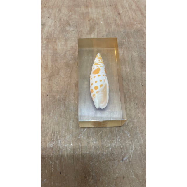 Vintage Bishop's Miter Shell Paperweight Lucite Encased For Sale In Chicago - Image 6 of 8