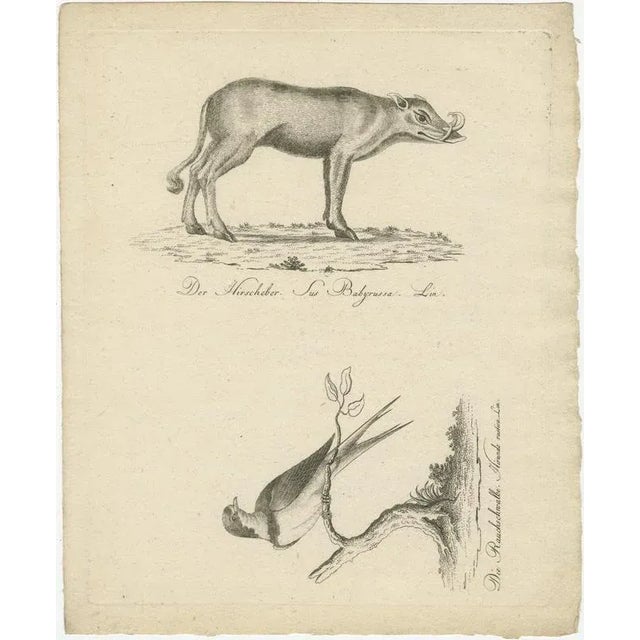 A Babirusa and a Swallow, 1800, Paper For Sale - Image 3 of 9