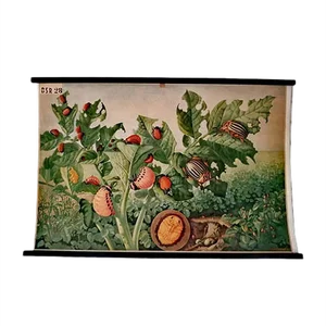 Mid-Century Poster of Potato Beetle