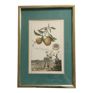Framed Italian Volkamer Citrus Print Altri Fruitti Della Bizzaria For Sale
