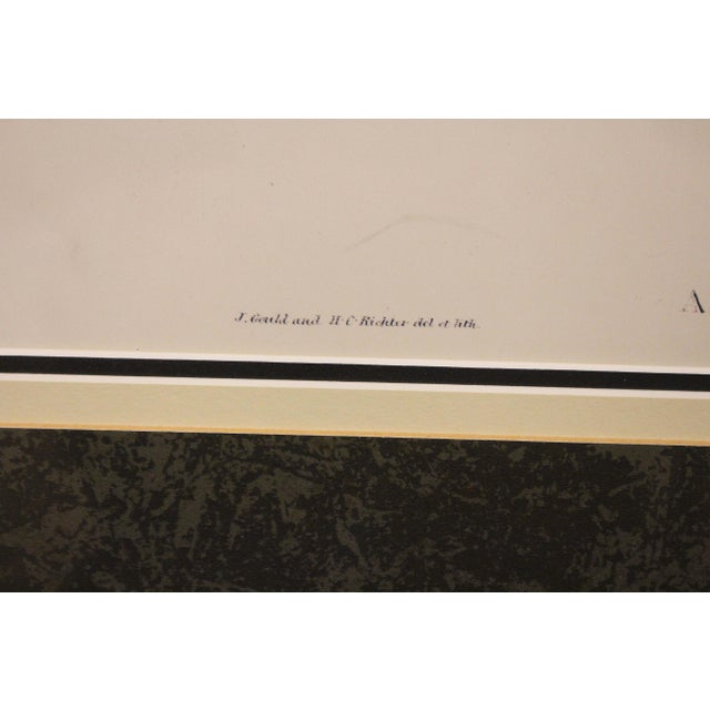 1970s English Framed Reproduction of Gould's Kaup's Flycatcher Lithograph For Sale - Image 4 of 9
