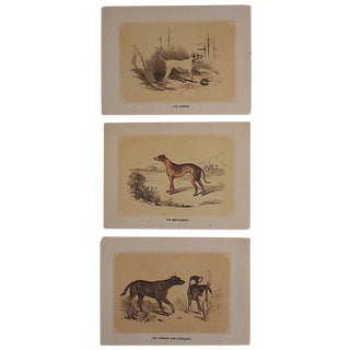 Antique Dog Lithographs - Set of 3 For Sale