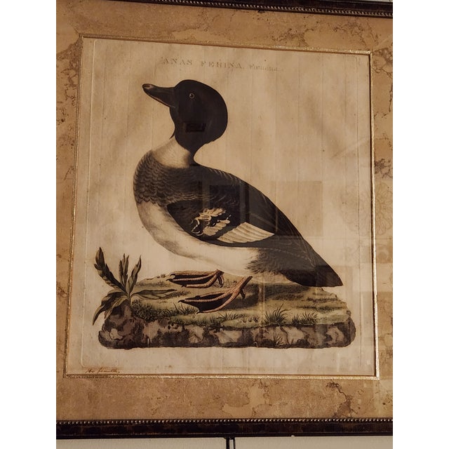 18th Century Set of Three Duck Engraving Prints From the Nederlandsche Vogelen (Dutch Birds) For Sale - Image 9 of 12