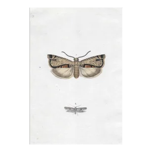 19th Century English Moth Engraving