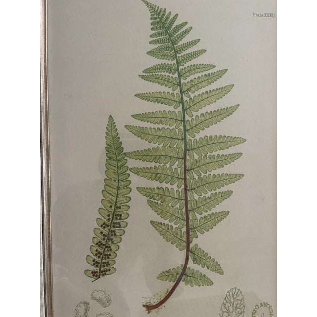 Henry Brabury Nature Fern, LASTREA FILIX-MAS print beautifully matted in linen and carved silvered wood frame. Subtle and...