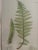 Henry Brabury Nature Fern, LASTREA FILIX-MAS print beautifully matted in linen and carved silvered wood frame. Subtle and...