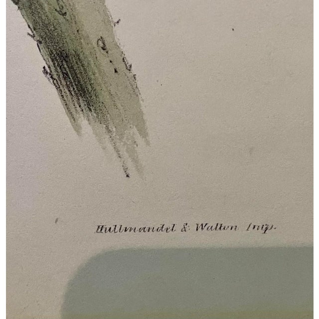 Hummingbird Lithograph After John Gould For Sale - Image 4 of 4