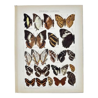 Antique Adalbert Seitz Butterfly Chromolithograph Print – Eriboea - Junonia (C. 1909–1915) For Sale