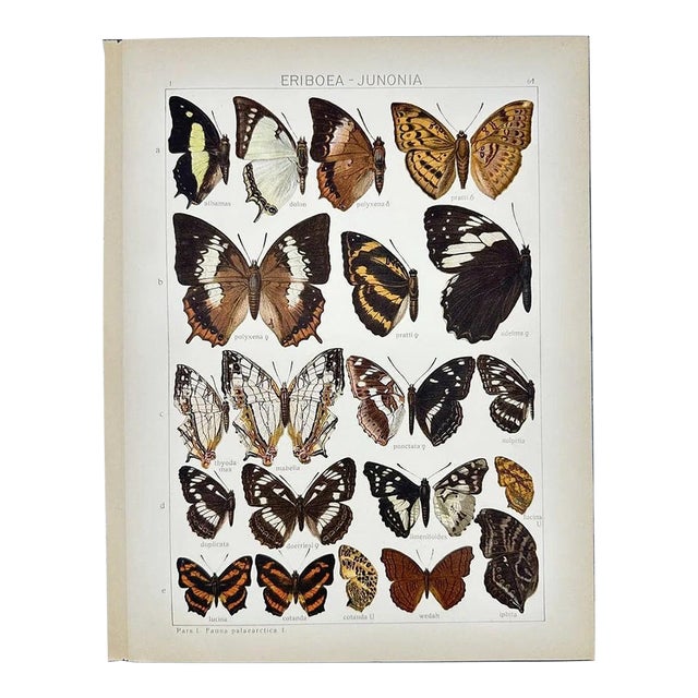 Antique Adalbert Seitz Butterfly Chromolithograph Print – Eriboea - Junonia (C. 1909–1915) For Sale