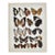 Antique Adalbert Seitz Butterfly Chromolithograph Print – Eriboea - Junonia (C. 1909–1915) For Sale