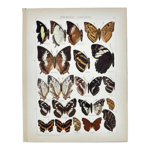 Antique Adalbert Seitz Butterfly Chromolithograph Print – Eriboea - Junonia (C. 1909–1915)