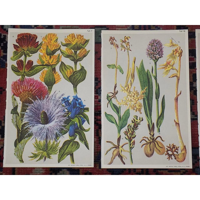 Antique 19th Century Botanical Lithographs - Set of 6 For Sale - Image 4 of 7