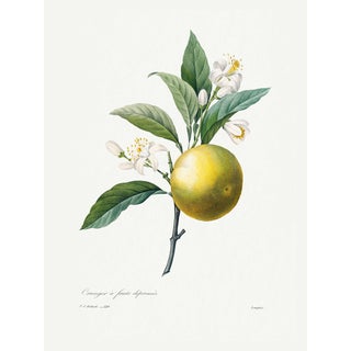 Orange by Redouté, Vintage Botanical Art Print, 36" X 48" For Sale