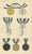 Orders of Anhalt, 1844, Paper For Sale - Image 9 of 9