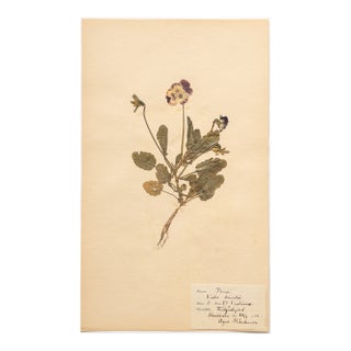 Vintage Swedish Herbarium - Viola, Circa 1938 For Sale