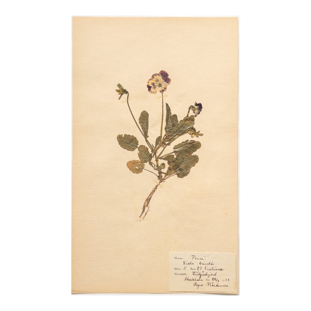 Vintage Swedish Herbarium - Viola, Circa 1938 For Sale