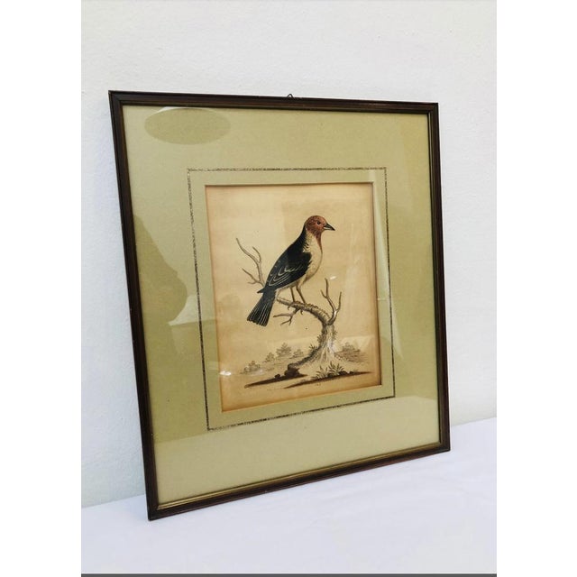 George Edwards, Bird Illustration, 1762, Copper Engraving For Sale - Image 9 of 10