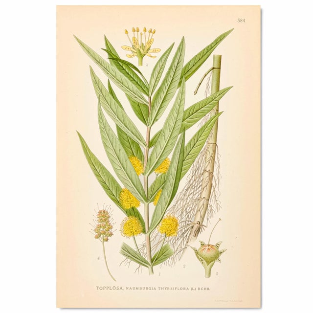 Original Swedish chromolithograph of tufted loosestrife, printed as Naumburgia thyrsiflora, from Carl Axel Lindman...