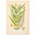 Original Swedish chromolithograph of tufted loosestrife, printed as Naumburgia thyrsiflora, from Carl Axel Lindman...
