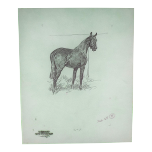 Paul Brown Polo Pencil on Acetate Drawing 15