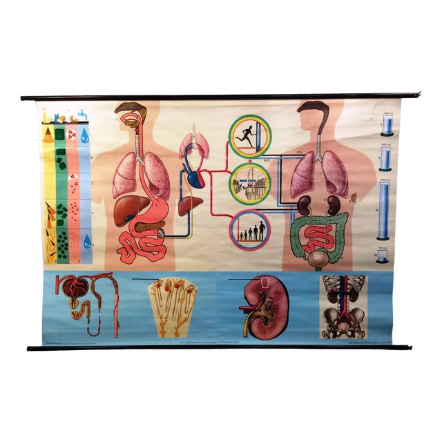 School Metabolism Poster from Hagemann Düsseldorf, 1950s For Sale