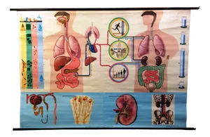 School Metabolism Poster from Hagemann Düsseldorf, 1950s