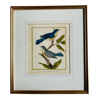 Antique ( 1765-1783 ) French Hand Colored Bird Etching Plate #396 ~ Combe De Buffon Collection For Sale