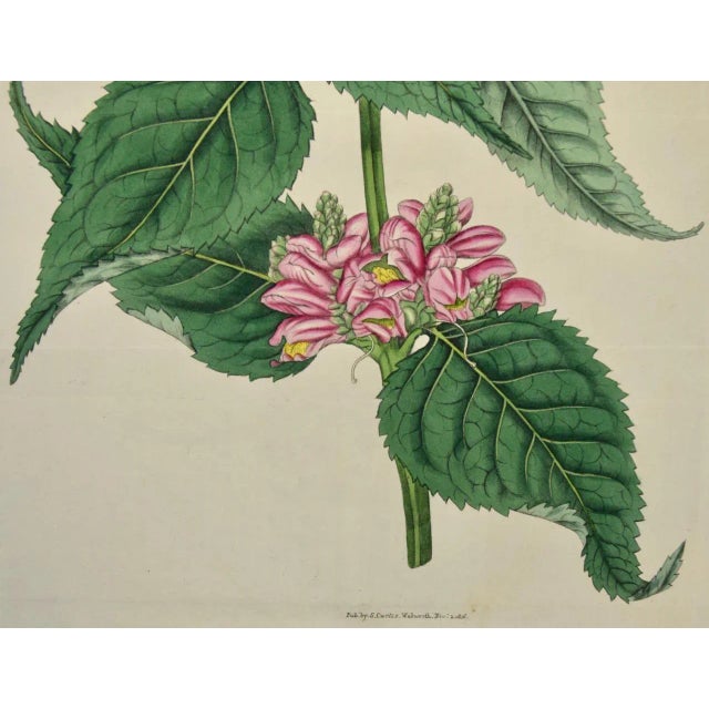 Early 19th Century Flowering Lyons' Chelone Botanical: A 19th C. Hand-Colored Engraving by Curtis, 1816 For Sale - Image 5 of 5