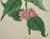 Early 19th Century Flowering Lyons' Chelone Botanical: A 19th C. Hand-Colored Engraving by Curtis, 1816 For Sale - Image 5 of 5