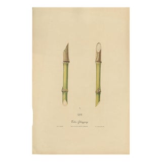 Sugarcane, 1892, Paper For Sale