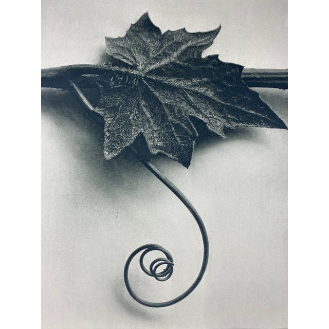 Photorealism Framed Vintage Botanical Blossfeldt Print - No. 49 For Sale - Image 3 of 6