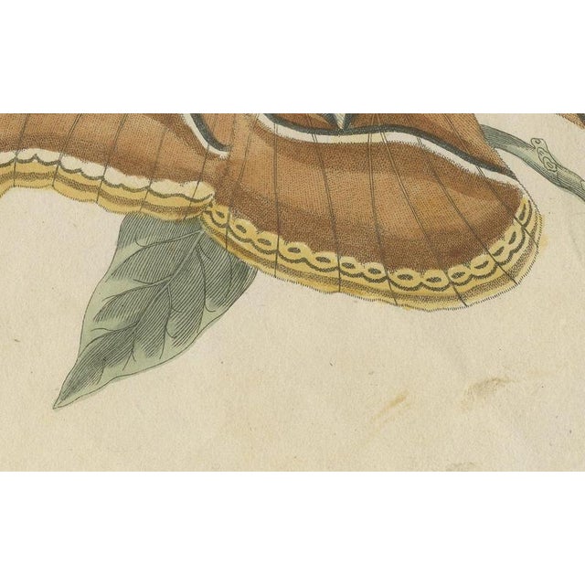 19th Century Bertuch, Atlas Moth on a Flowering Branch, 1805, Print For Sale - Image 5 of 12
