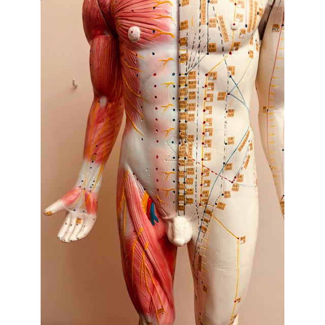 Anatomy of Man Acupuncture Detachable Arms, 1965 For Sale - Image 11 of 18