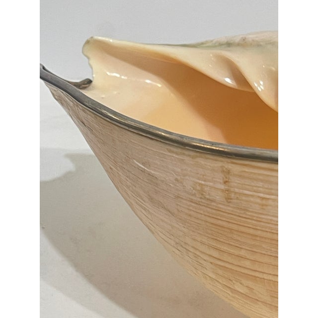 Italian Large Seashell & Silver Plate Swan by Gabriella Binazzi. For Sale - Image 4 of 14