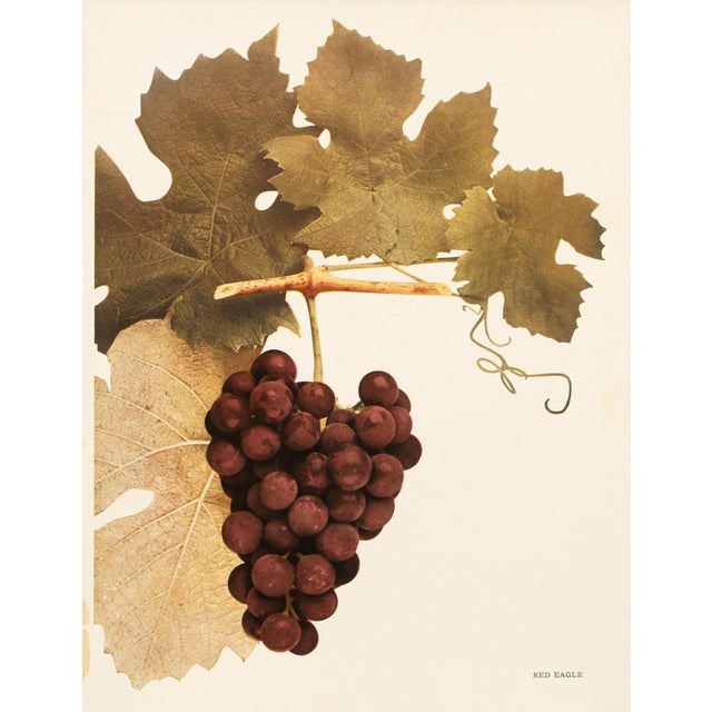 Paper 1900s U. P. Hedrick, Original Antique Photogravure of Red Eagle Grapes For Sale - Image 7 of 7
