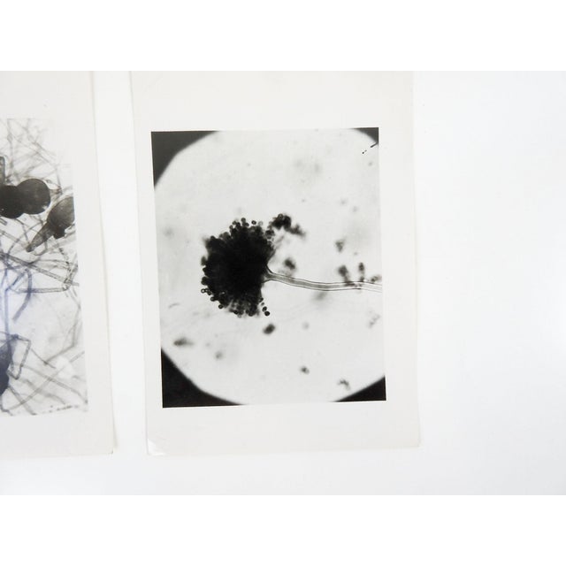 Mid-Century Modern Vintage 1945 Microscopic Photographs - Set of 3 For Sale - Image 3 of 4