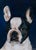 Very realistic painting of a Boston Terrier. I love the blue background; it really pops with the metallic silver frame....