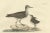 Plate XV: The Sandpipers, A Study in Seasonal and Developmental Plumage, 1826, Print For Sale - Image 6 of 7