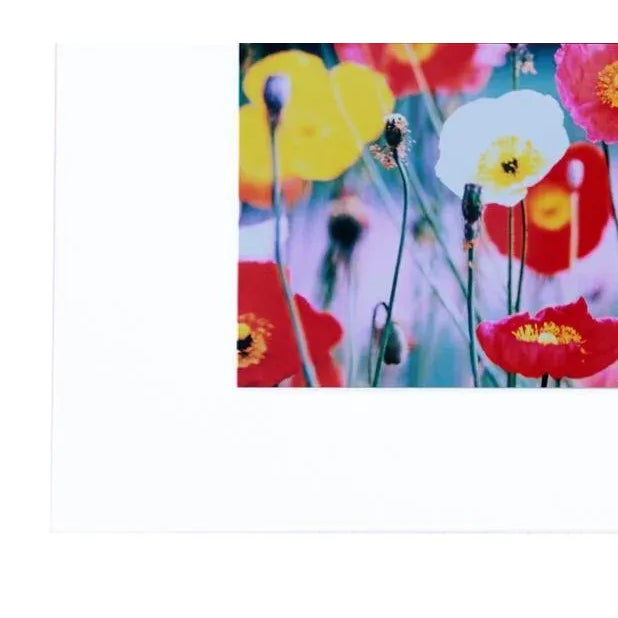 Add a dynamic touch of color and contrast to your decor with this beautiful landscape photograph. This limited edition...