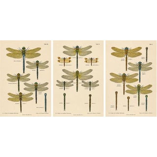 Dragonflies of Central Europe, 1908, Lithograph, Set of 3 For Sale