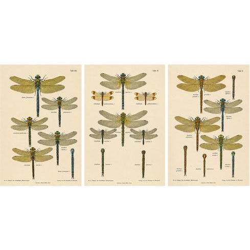 Dragonflies of Central Europe, 1908, Lithograph, Set of 3 For Sale