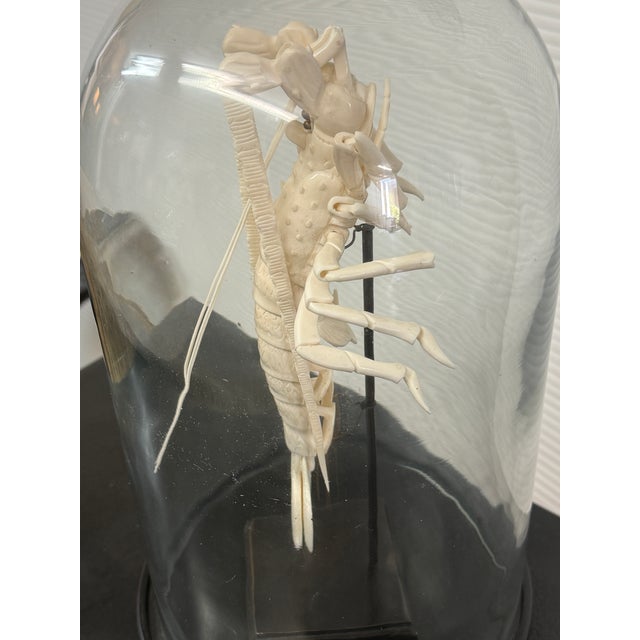 White Taxidermy Mantis Shrimp in Case For Sale - Image 8 of 12