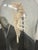 White Taxidermy Mantis Shrimp in Case For Sale - Image 8 of 12